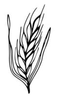 Sketch ear of wheat by hand on an isolated background vector