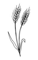 Wheat plant spikelets, vector doodle illustration, hand drawing, sketch