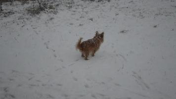 perro chihuahua camina en el patio en invierno video