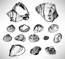Big set of beautiful hand drawn thin line black shells. Sea sketch design element collection isolated on white. vector