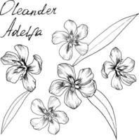 Hand-drawn botanical illustration of oleander flower. Each element is isolated. Very easy to edit for any of your projects. Vector illustration