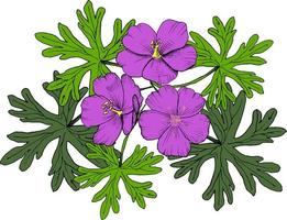 Colorful vector illustration of geranium flowers bouquet for invitation and greeting card, t-shirts design. All elements are isolated on their layers.