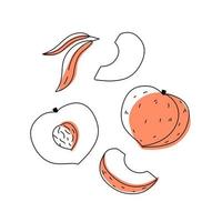 Peach outline doodle with spots. Whole, pieces, seed and leaves. vector