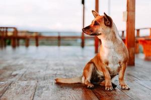 Cute brown dog sitting on the wooden floor photo