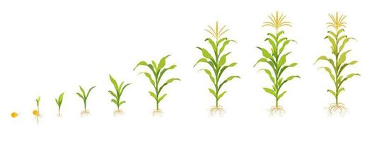 Corn growth cycle in the field. Seed germination, root formation, shoots with leaves and harvest stage.