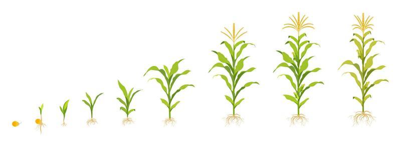 Corn Field Vector Art, Icons, and Graphics for Free Download Biology Diagrams