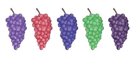set of hand drawn grape vector