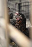 Red brown farm chickens looking curiously at camera behind fences photo