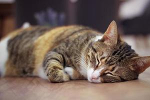 Adult cat lying down and sleeping on wooden table at home photo