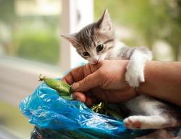 Cute baby cat playing and biting hand photo