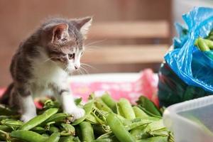 Gray cute kitten playing on green beans