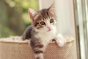 Cute and curious baby cat playing and looking around photo