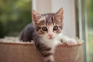 Cute and curious baby cat playing and looking around photo