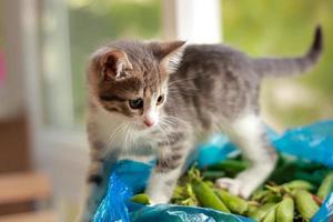 Gray baby cat standing inside the box looking upwards photo