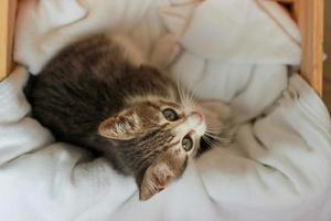 Gray baby cat standing inside the box looking upwards photo