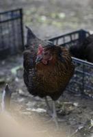 Red brown farm chickens looking curiously at camera behind fences photo