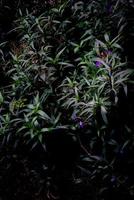 Long leaf dark green plant with purple flowers photo