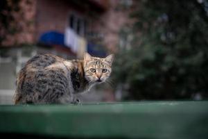 gato adulto sentado en un basurero verde y mirando una cámara en estambul foto