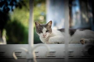 Adult cat lies on panel and focus on camera photo