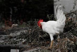 White chicken crawling around to eat with dried branches in Istanbul photo
