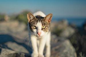 Cat looking straight at camera on rocks photo