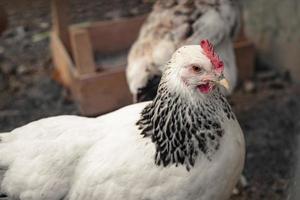 pollos de granja blancos mirando curiosamente a la cámara foto
