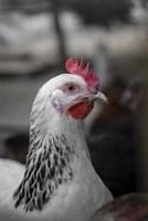 pollos de granja blancos mirando curiosamente a la cámara foto