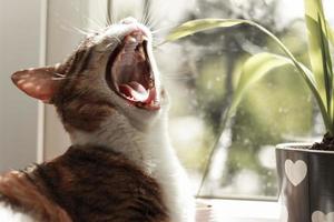 Adult cat yawning in front of the window photo