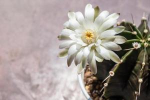 Close up of a large white flower of Gymnocalycium cactus blooming. Gymnocalycium is a popular cactus with thorns and is highly resistant to drought.
