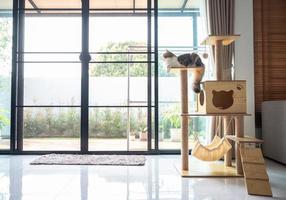 Cute Persian cat waiting her owner on a wooden cat tree in modern house. A cat tree is an artificial structure for a cat to play.