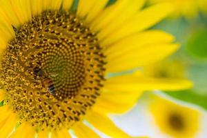 la macro de abeja con el fondo de girasol. foto