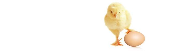 Little cute baby chick for easter. Yellow newborn baby chick. photo