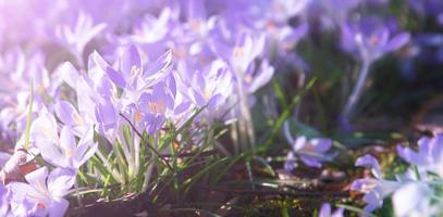 Blooming purple crocus flowers in a soft focus on a sunny spring day photo