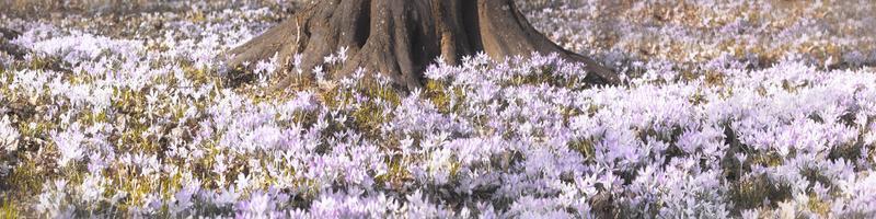 Blooming purple crocus flowers in a soft focus on a sunny spring day photo