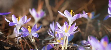 Blooming purple crocus flowers in a soft focus on a sunny spring day photo