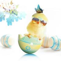 Funny cute baby chick with sunglasses and egg. photo