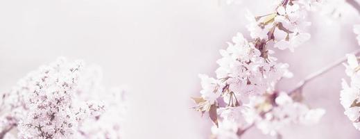 Beautiful nature view of spring flowering trees on blurred background. photo