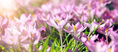 Blooming purple crocus flowers in a soft focus on a sunny spring day photo