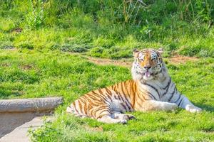 Tiger in a wildlife zoo - one of the biggest carnivore in nature. photo