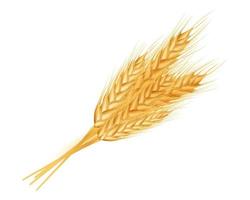 Wheat ears ripe, spikelet's and grains.  Design element for organic products, bakery, farming.Isolated on white background.Vector illustration. vector