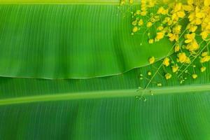 flores de cassia fístula sobre fondo de hoja de plátano verde foto