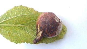 Isolated photo of rotten figs Ficus carica on their leaf with a white background