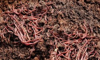 vista de ángulo alto y enfoque selectivo de muchas lombrices de tierra con suelo en un recipiente de plástico negro para el concepto de fertilizante orgánico foto