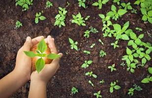 Top view of child hands holding young plant for planting on flower bed or vegetable plot in gardening area photo