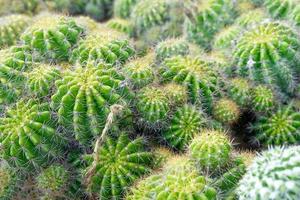 Beautiful cactus in garden. Widely cultivated as an ornamental plant. Close-up. photo