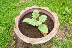 Top view of small tree plantation in pot in backyard. photo