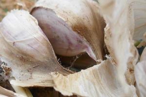 Garlic Bulbs from Close Up photo