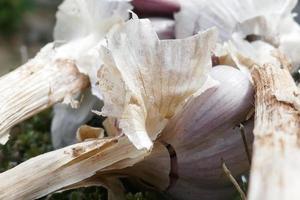 Garlic Bulbs from Close Up photo