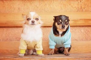 Two chihuahua dogs sitting on a bench. Dogs dressed in yellow and blue hoodies. photo