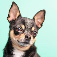 Chihuahua dog tricolor on a green background. Pet, animal. photo